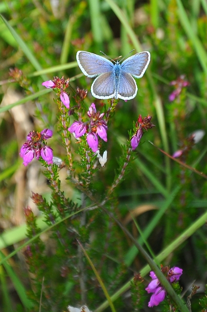 silver studded blue butterfly-5.jpg - SILVER-STUDDED BLUE - HARTLEY WINTNEY, HANTS - 27.6.09